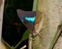 Archaeoprepona amphimachus 221a small1 - Learn Butterflies